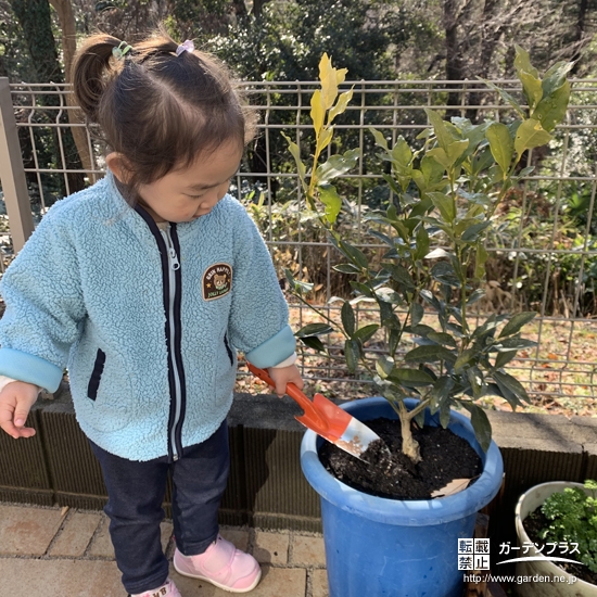 植樹の様子
