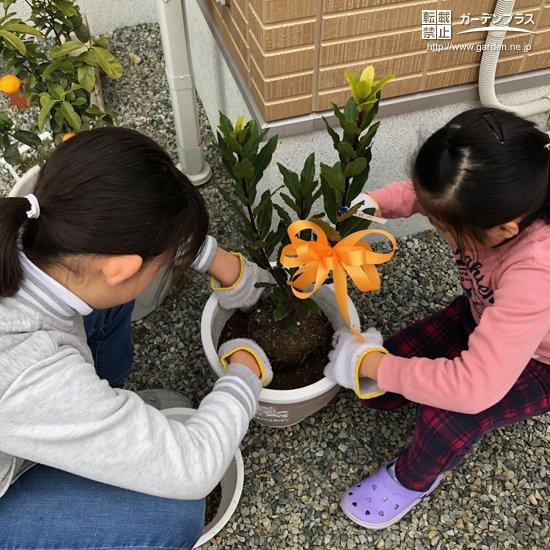 植樹の様子