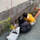 植樹の様子