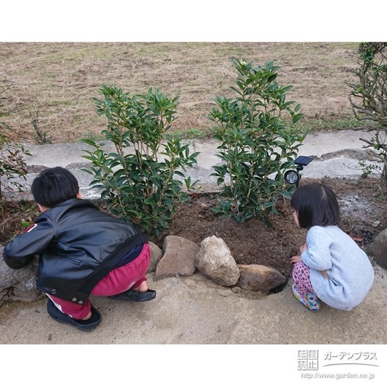 植樹の様子