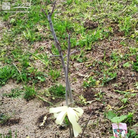 植樹されたジューンベリー