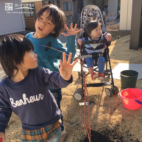 モミジ植樹の様子②