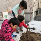 ジューンベリー植樹の様子