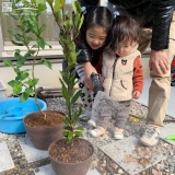 記念樹植樹の様子①