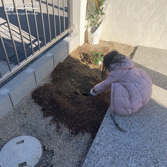 温州ミカン植樹の様子