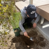 オリーブ植樹の様子①