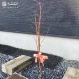 植樹後のもみじ