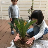 ソテツ植樹の様子