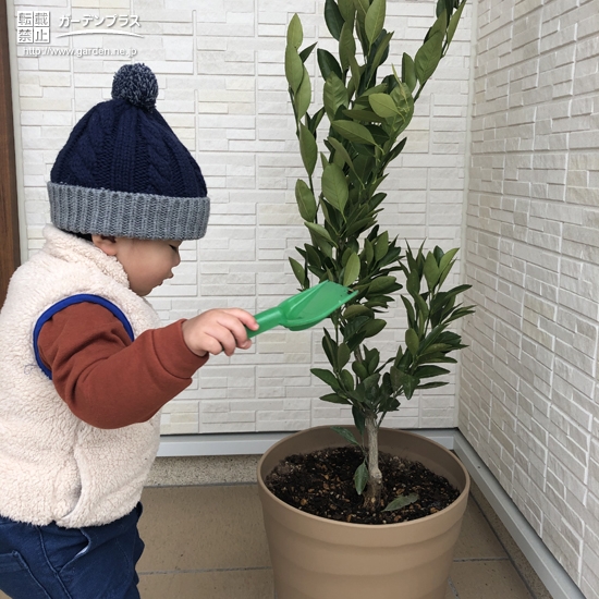 温州ミカン植樹の様子