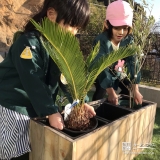 記念樹植樹の様子②