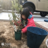 オリーブ植樹の様子