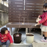 植樹の様子