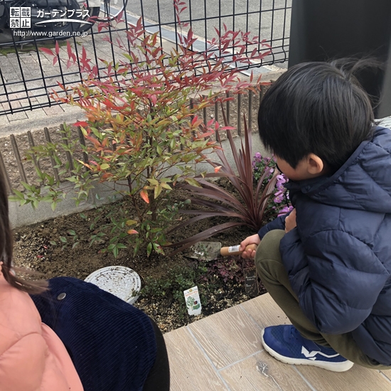 ナンテン植樹の様子①