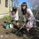 オリーブの植樹の様子