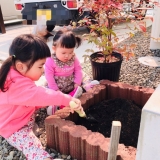 ナンテン植樹の様子