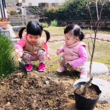 ハナミズキ植樹の様子