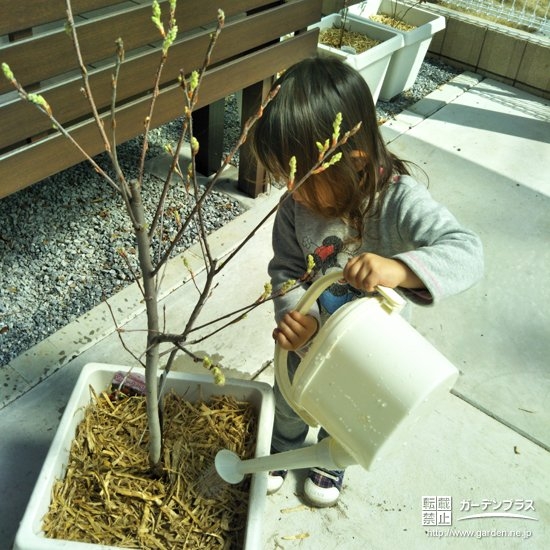 植樹の様子