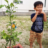 福岡県嘉穂郡桂川町レモンとオリーブとナンテンの植樹風景