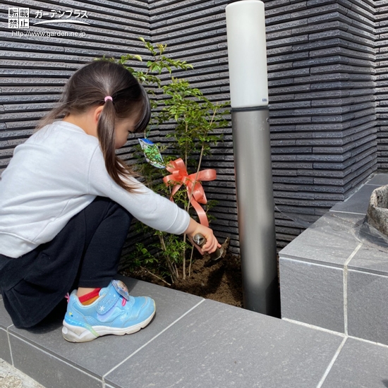 シマトネリコ植樹の様子