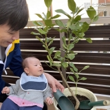 レモン植樹の様子