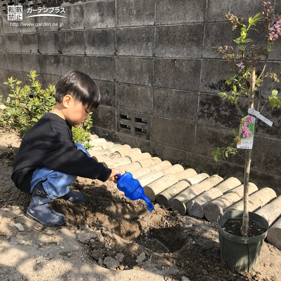 ライラック植樹の様子