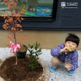 植樹後のもみじ③