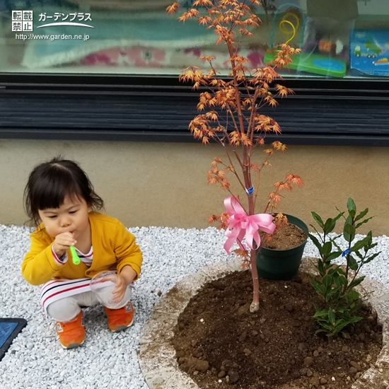 植樹後のもみじ④