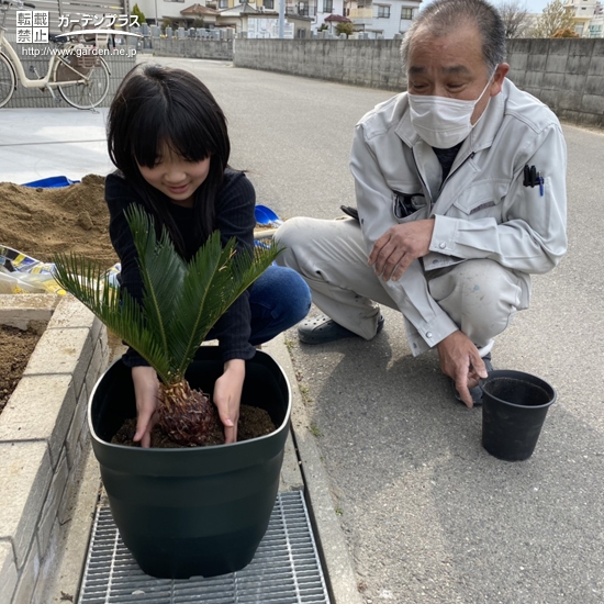 ソテツ植樹の様子