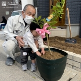 レモン植樹の様子