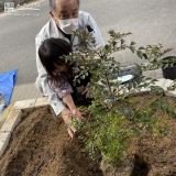 シマトネリコ植樹の様子