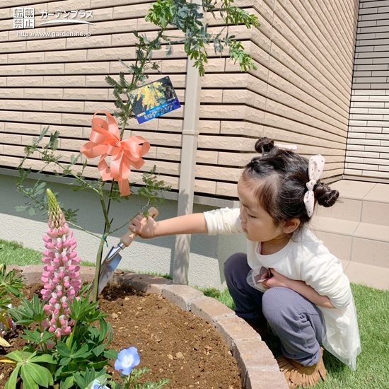 ミモザ植樹の様子