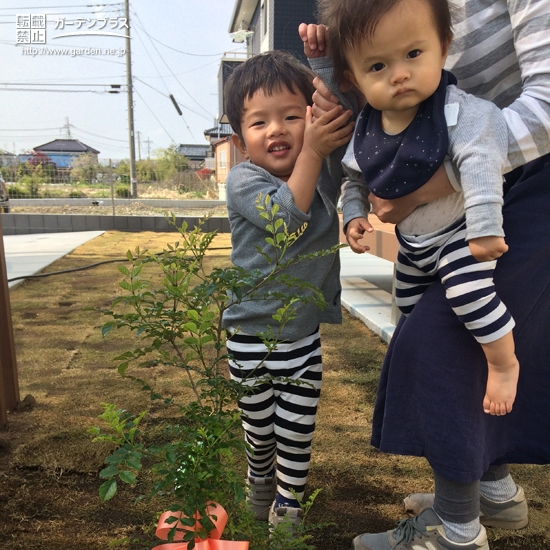 ハナミズキ植樹後の様子