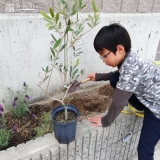 オリーブ植樹の様子