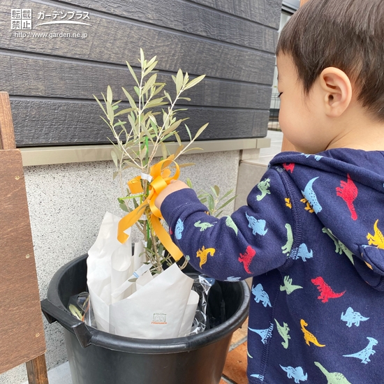 植樹前のオリーブ