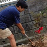 兵庫県神戸市北区もみじ（カエデ）の植樹風景