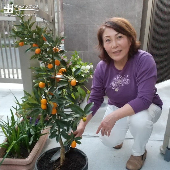 キンカン植樹の様子