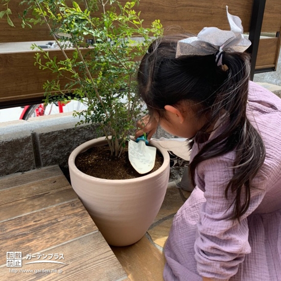 シマトネリコ植樹の様子②