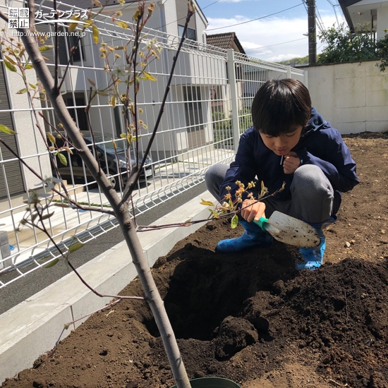 ジューンベリー植樹の様子