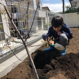 ジューンベリー植樹の様子