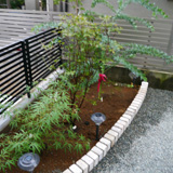 神奈川県座間市セイヨウニンジンボクとミモザの植樹風景