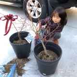 ブルーベリー植樹の様子