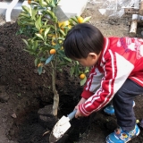 キンカン植樹の様子①