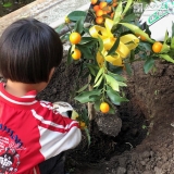 キンカン植樹の様子②