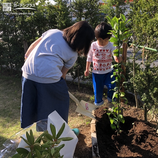 植樹の様子