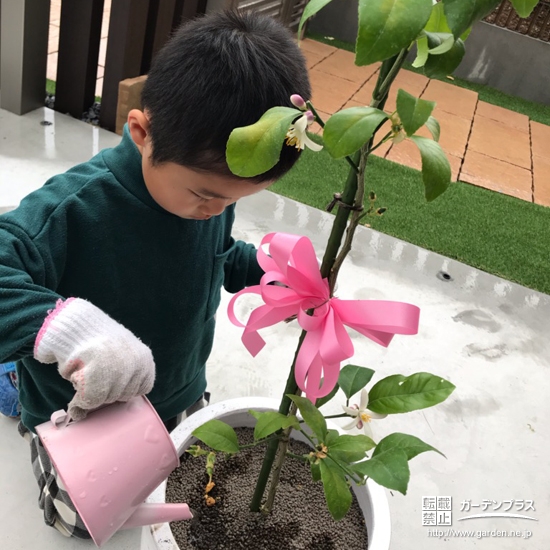 レモンの木の植樹風景