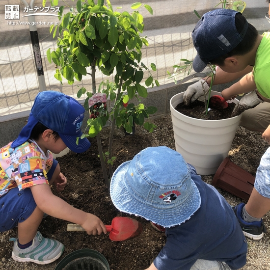 植樹の様子