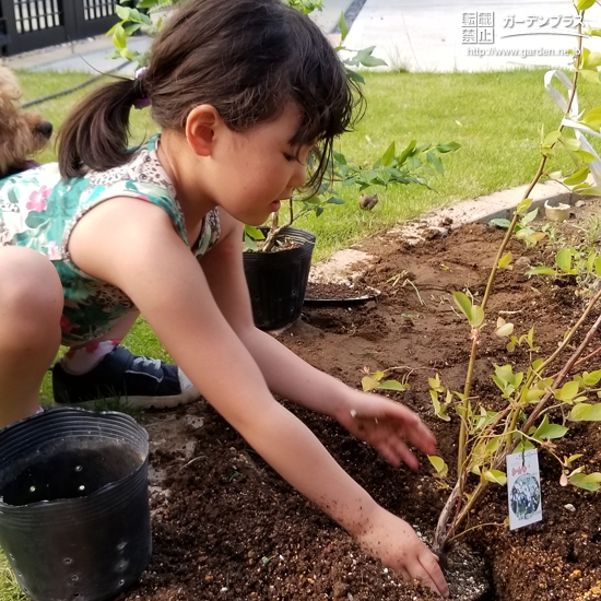 ブルーベリー植樹の様子