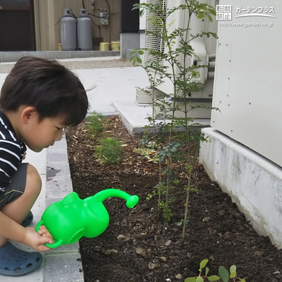 シマトネリコ植樹の様子