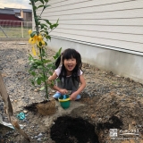 レモン植樹の様子