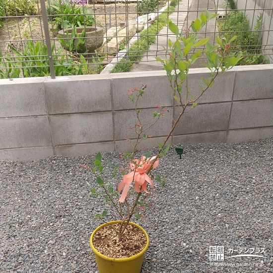 お贈りしたブルーベリー